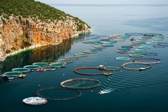 Balık Çiftlikleri İçin Çevresel Yönetim Planı